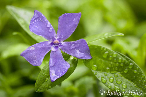 Vinca minor (Kleines Immergrün), 23.5.2015