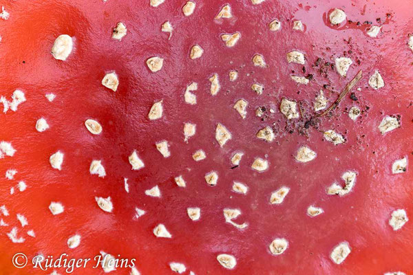 Fliegenpilz (Amanita muscaria), 28.10.2023 - Makroobjektiv 100mm f/2.8