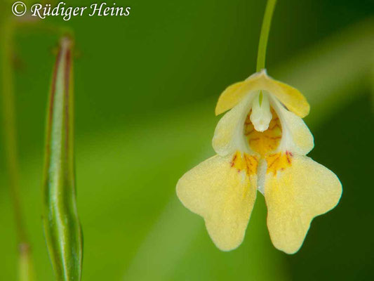 Impatiens parviflora (Kleines Springkraut), 2.8.2009