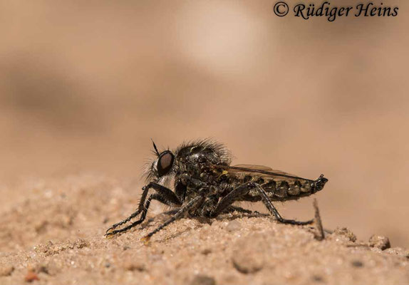 Dysmachus trigonus (Säbel-Raubfliege) Männchen