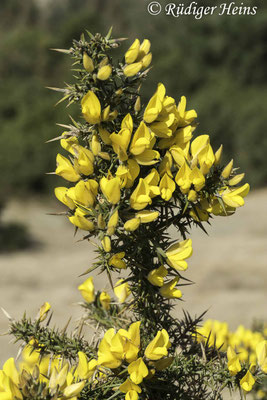Ulex europaeus (Stechginster)