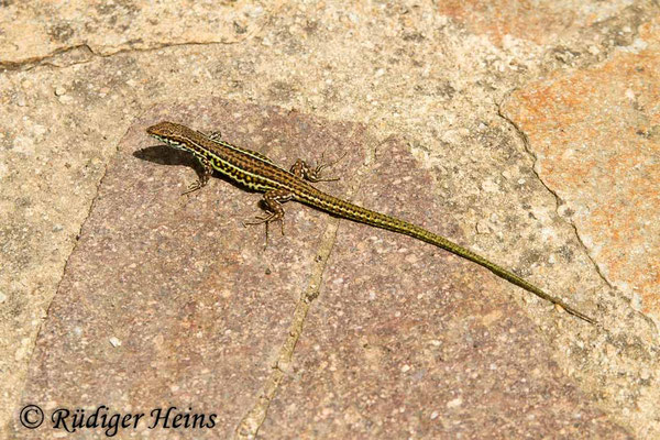 Podarcis tiliguerta (Tyrrhenische Mauereidechse)