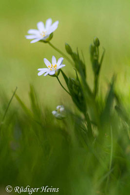 Stellaria holostea, Große Sternmiere