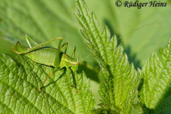 Leptophyes punctatissima (Punktierte Zartschrecke) Weibchen