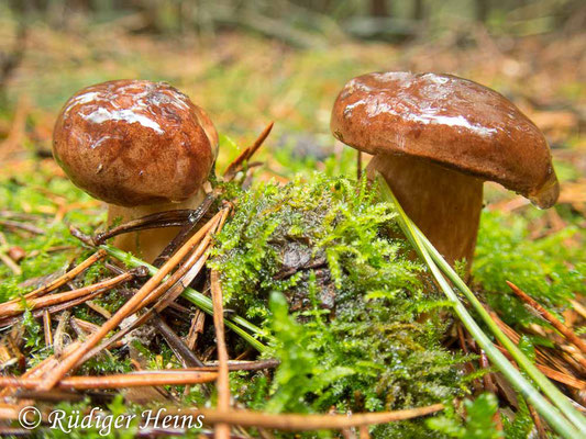 Xerocomus badius (Maronen-Röhrling), 21.10.2019