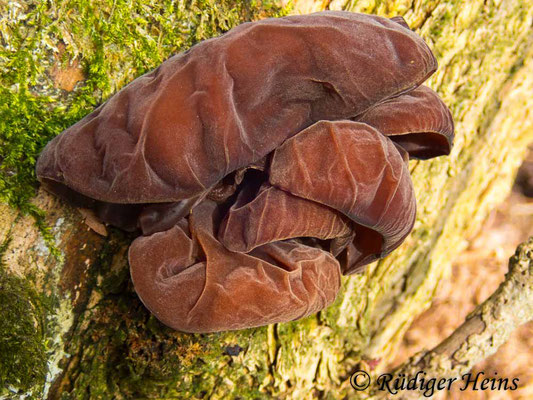 Auricularia auricula-judae (Judasohr), 7.3.2020