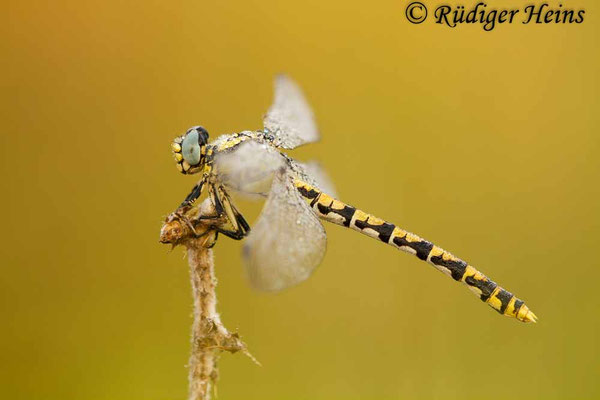 Onychogomphus uncatus (Große Zangenlibelle) Weibchen, 21.6.2017
