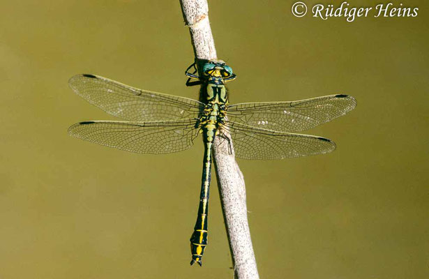 Gomphus simillimus (Gelbe Keiljungfer) Männchen, 19.6.1991 (Scan vom Dia)