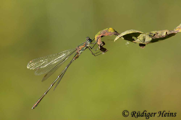 Chalcolestes viridis (Westliche Weidenjungfer) Männchen, 20.9.2024