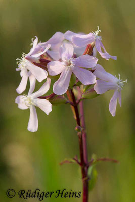 Saponaria officinalis (Echtes Seifenkraut), 22.7.2018