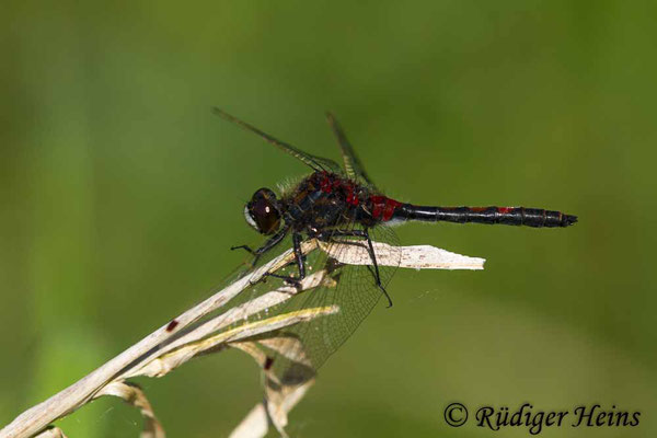 Leucorrhinia rubicunda (Nordische Moosjungfer) Männchen, 9.5.2018