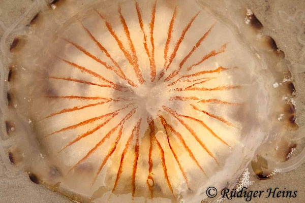 Chrysaora hysoscella (Kompassqualle)