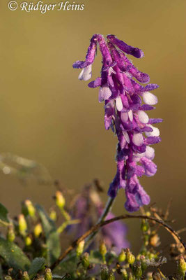 Vicia cracca (Vogel-Wicke)