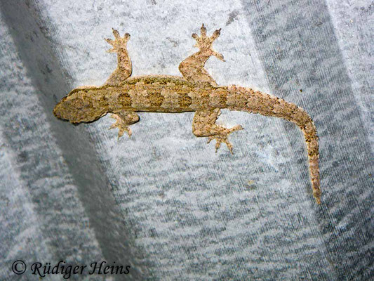 Hemidactylus frenatus (Asiatischer Hausgecko), 27.1.2018