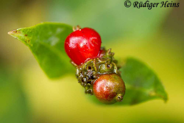 Lonicera periclymenum (Waldgeißblatt), 23.7.2018