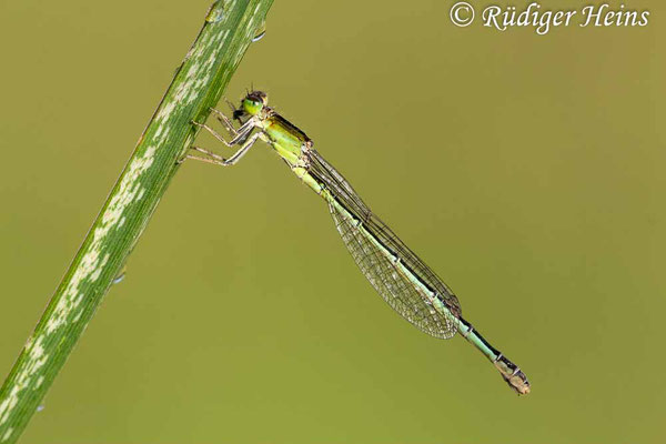 Ischnura pumilio (Kleine Pechlibelle) Weibchen, 19.6.2019