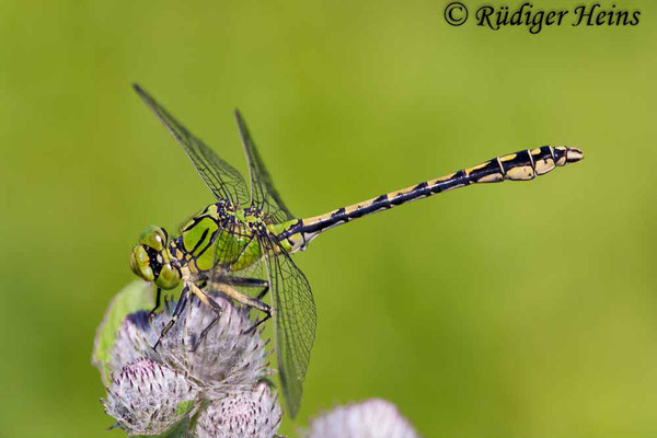 Ophiogomphus cecilia (Grüne Flussjungfer) Männchen, 5.8.2009