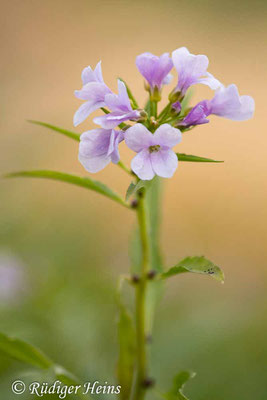 Cardamine bulbifera (Zwiebel-Zahnwurz), 21.4.2020