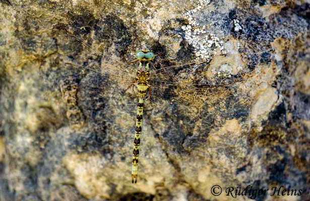 Boyeria irene, Westliche Geisterlibelle, Männchen
