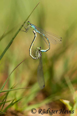 Coenagrion lunulatum (Mond-Azurjungfer) Paarungsrad, 18.5.2017