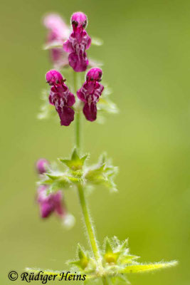 Stachys sylvatica (Wald-Ziest), 25.9.2022