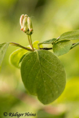 Lonicera xylosteum (Rote Heckenkirsche), 10.5.2022