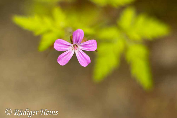 Geranium robertianum (Ruprechtskraut), 27.5.2025
