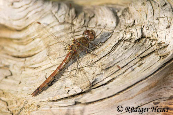Sympetrum striolatum (Große Heidelibelle) Weibchen, 18.10.2024