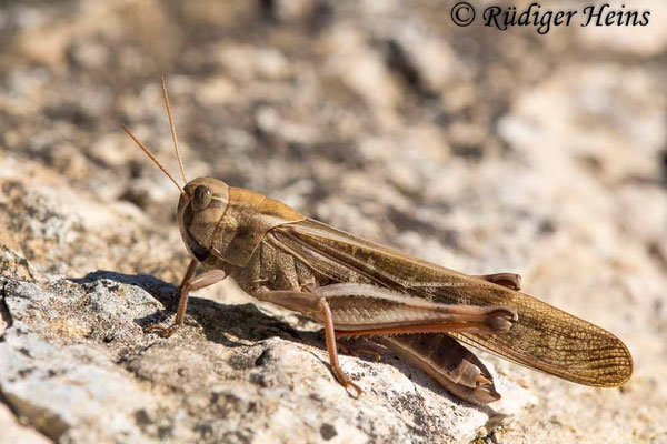Locusta migratoria (Europäische Wanderheuschrecke) Männchen