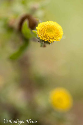 Pulicaria vulgaris (Kleines Flohkraut), 11.8.2023