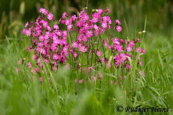 Silene dioica (Rote Lichtnelke), 29.5.2017