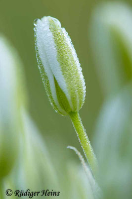 Ornithogalum umbellatum (Dolden-Milchstern), 28.5.2023