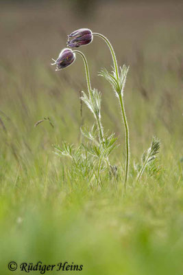 Pulsatilla pratensis (Wiesen-Kuhschelle)