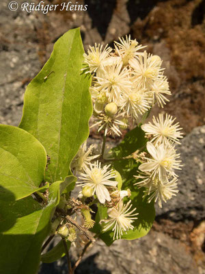 Clematis vitalba (Gewöhnliche Waldrebe), 11.7.2022