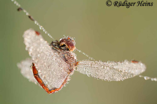 Sympetrum striolatum (Große Heidelibelle) Männchen im Spinnenentz, 23.9.2012