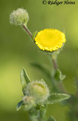Pulicaria vulgaris (Kleines Flohkraut), 30.7.2024