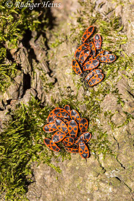 Pyrrhocoris apterus (Gemeine Feuerwanze)