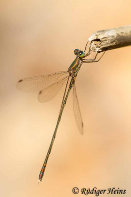 Chalcolestes parvidens (Östliche Weidenjungfer) Männchen