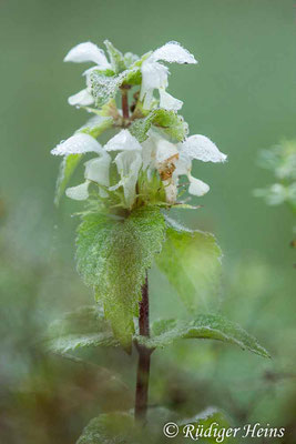 Lamium album (Weiße Taubnessel), 16.9.2020