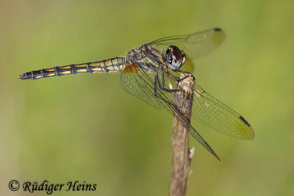 Trithemis festiva (Schwarzer Sonnenzeiger) Weibchen, 28.10.2015