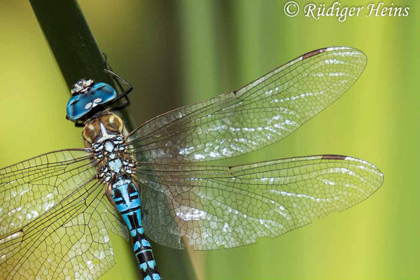 Aeshna affinis, Südliche Mosaikjungfer, Männchen