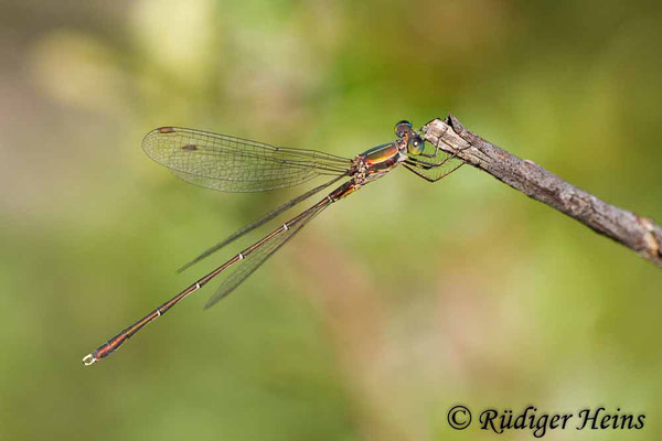 Chalcolestes parvidens (Östliche Weidenjungfer) Männchen, 28.10.2015