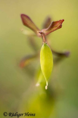 Corydalis cava (Hohler Lerchensporn), 27.4.2022