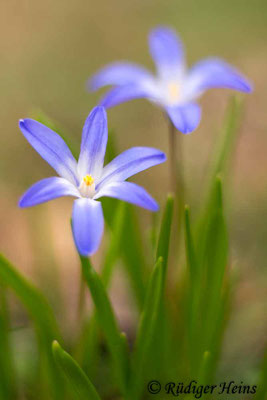 Chionodoxa luciliae (Gewöhnliche Sternhyazinthe), 23.3.2019