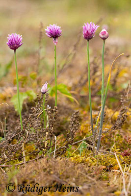 Allium schoenoprasum (Schnittlauch), 30.5.2014