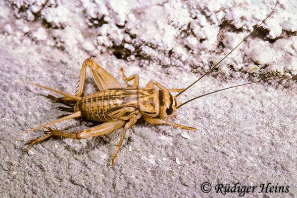 Acheta domesticus (Heimchen) Weibchen Larve, 18.1.1988 (Scan vom Dia)