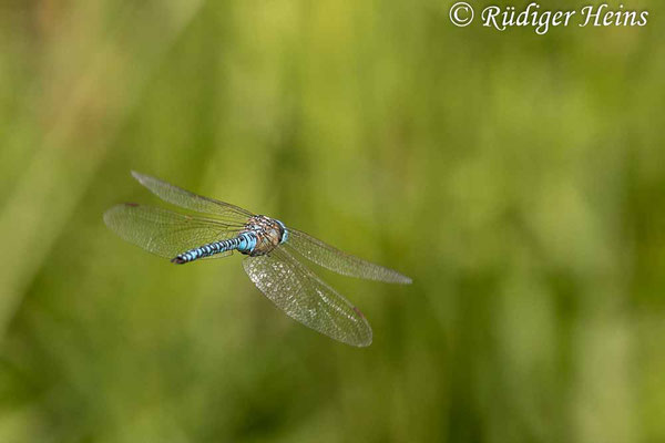 Aeshna affinis (Südliche Mosaikjungfer) Männchen im Flug, 5.8.2021 - Makroobjektiv 180mm f/3.5