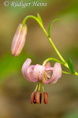 Lilium martagon (Türkenbund), 1.7.2013