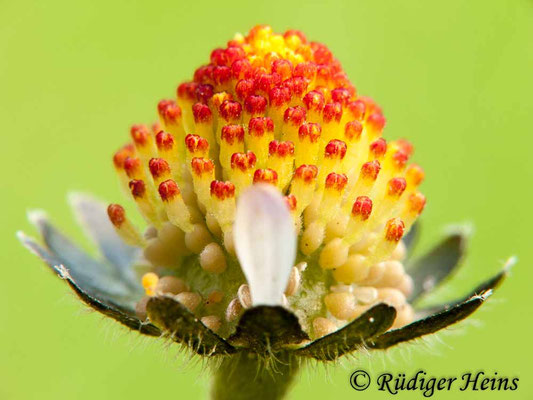 Bellis perennis (Gänseblümchen)