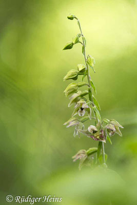 Epipactis helleborine (Breitblättrige Stendelwurz), 25.7.2023